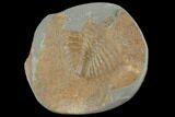 Partial Ogyginus Cordensis - Classic British Trilobite #103107-1